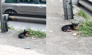 Cane messo in salvo dalla Polizia Municipale