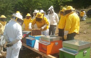 Iscrizioni aperte per il corso di formazione per diventare apicoltore