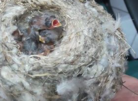 Colto in flagrante da Agriambiente e dalla Polizia Locale il maltrattatore di animali