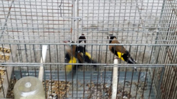 Sequestro di animali a Pascarola