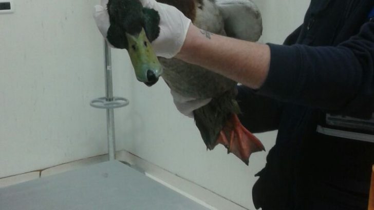 Morto il Germano Reale ritrovato qualche giorno fa nella villa comunale di Casoria