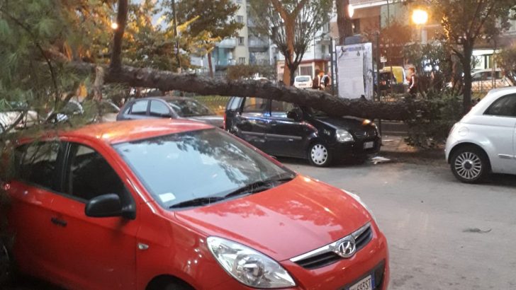 Allerta meteo: crolli di alberi a Piazza San Paolo e Via Principe di Piemonte