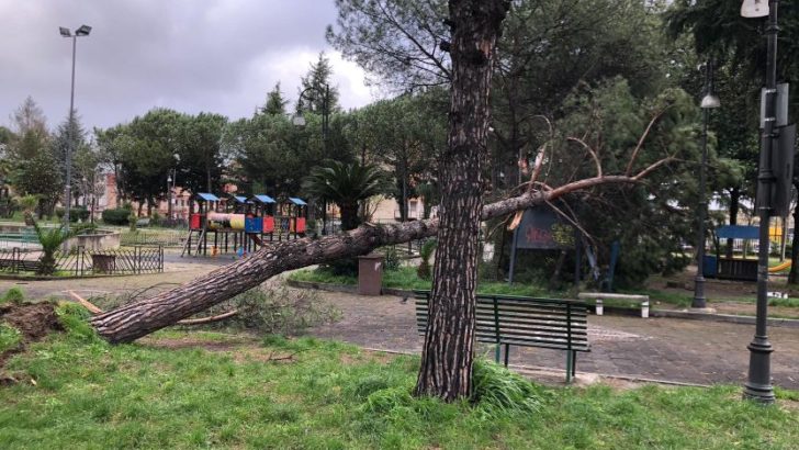 Forte vento cadono alberi e cartelloni pubblicitari a Casoria