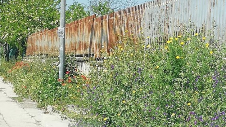 FOTO – Spazzature ed erbacce a Casoria: è ora d’intervenire