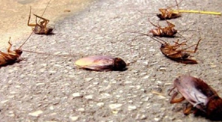 Emergenza blatte volanti a Casoria: un problema da affrontare subito