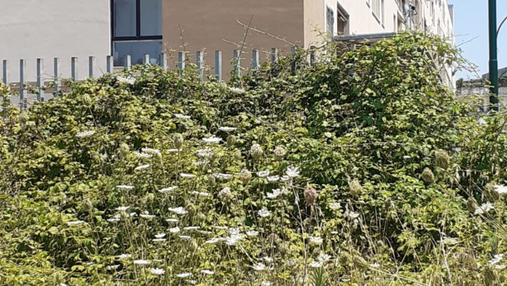 FOTO E VIDEO – Lo scempio di via Enrico Caruso