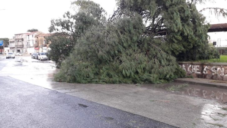 Cade un albero a Casoria, interdetta via Matteotti
