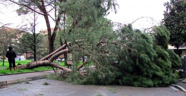 VIDEO – Casoria, caduto un albero in Terza Traversa Castagna